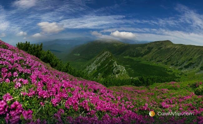 Valley of Flowers